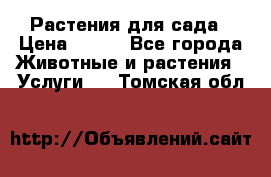 Растения для сада › Цена ­ 200 - Все города Животные и растения » Услуги   . Томская обл.